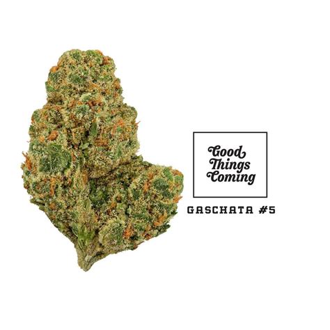 by SOUR (The Seed Jew) on Strainly. . Gaschata strain indica or sativa
